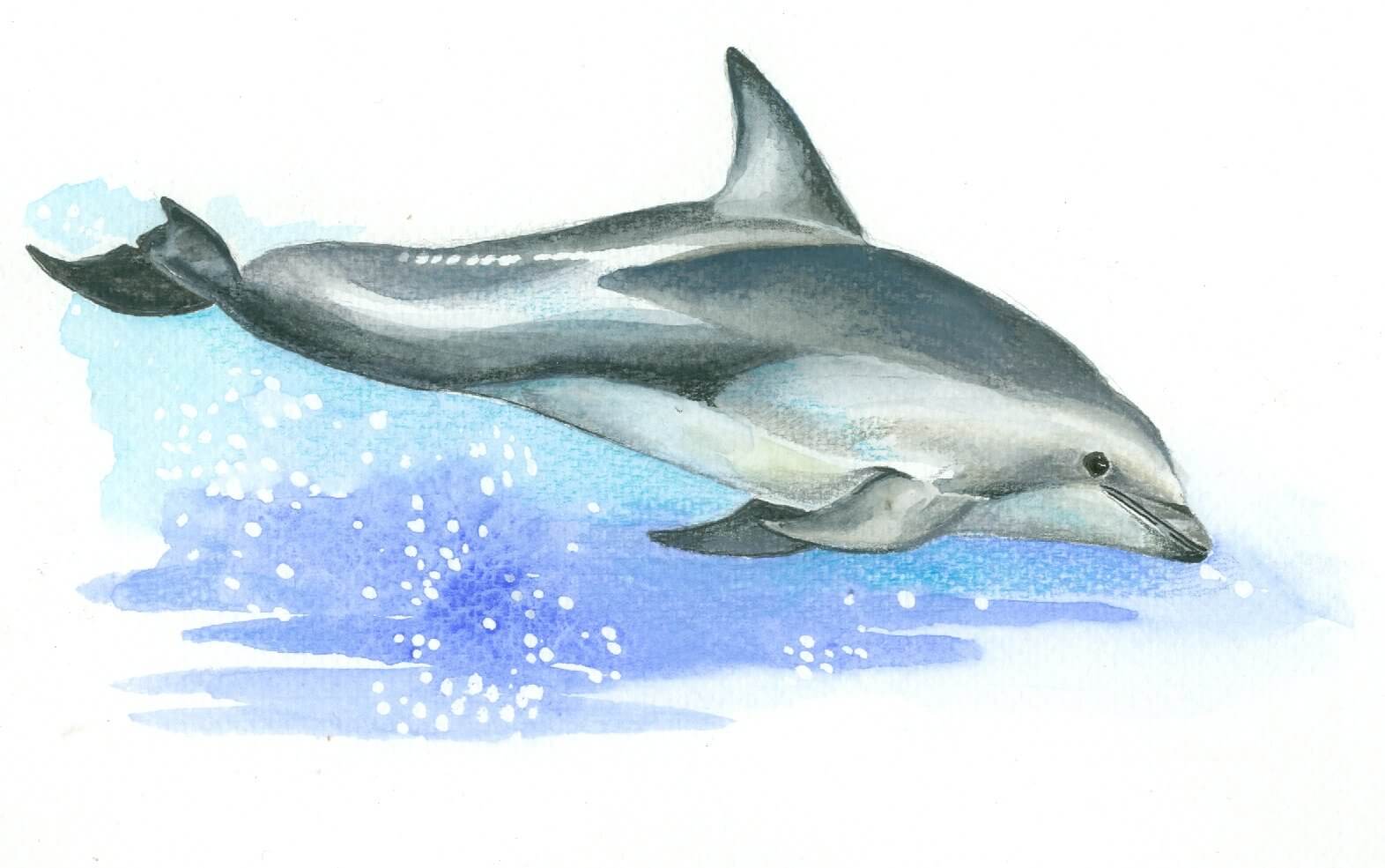 Беломордый Дельфин нарисовать